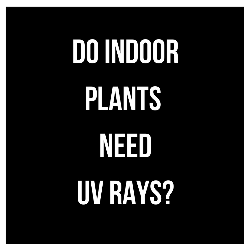 UV Rays and Indoor Planting