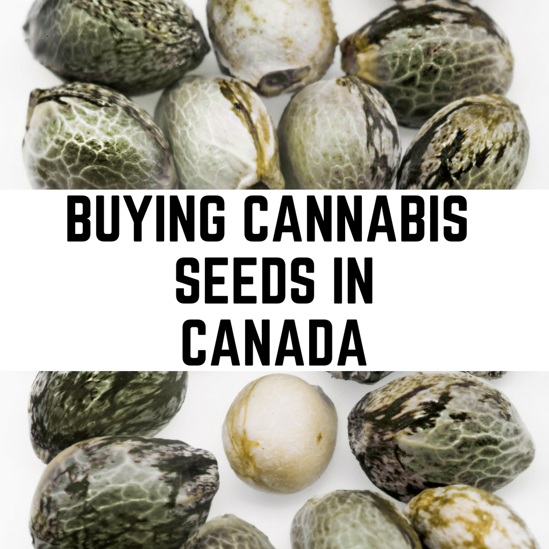 Buying Cannabis and Marijuana Seeds in Canada (2018)