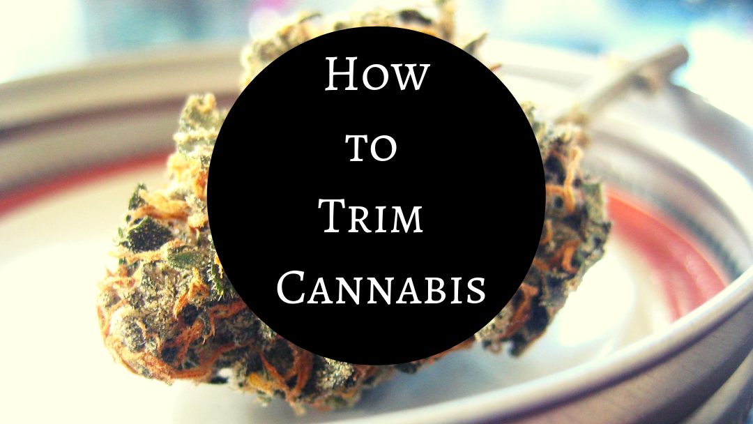 How to Trim Cannabis
